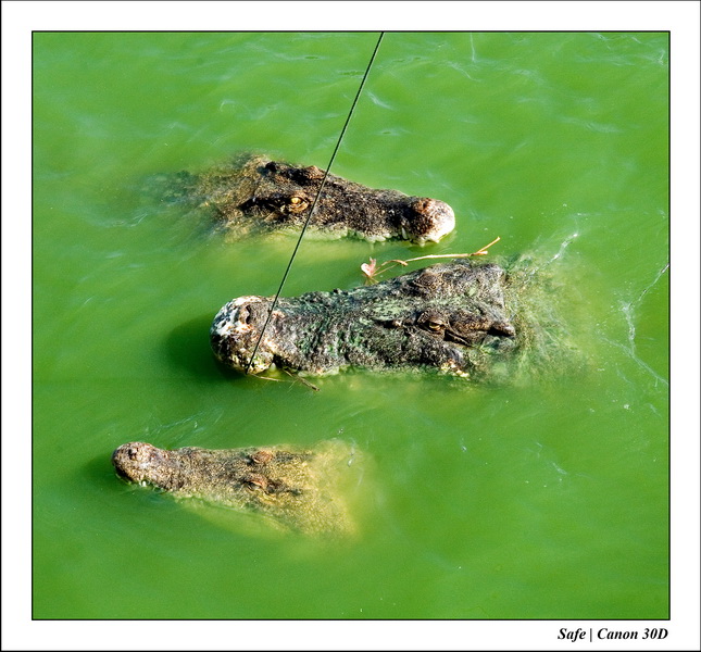 2006 - 08 - Pattaya - Crocodile farm 34